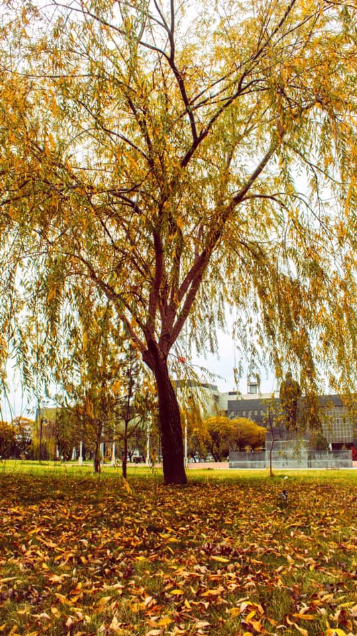 Afyon Kocatepe Üniversitesi Kampüs