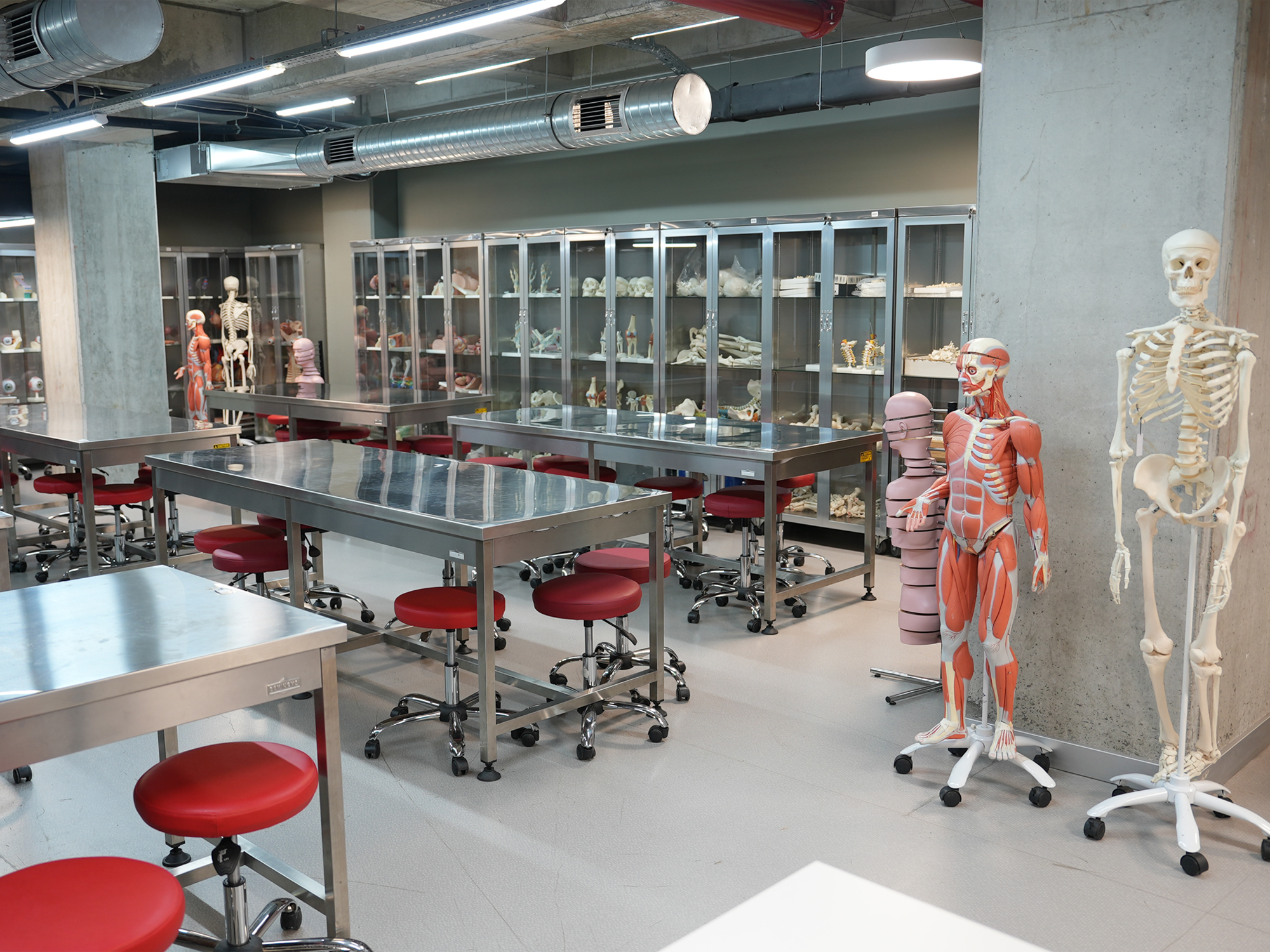 İstanbul Sağlık ve Teknoloji Üniversitesi Şirket Hayatı